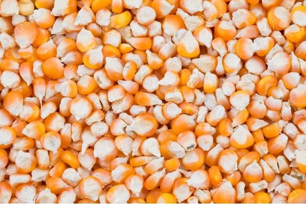 Maize Cattle Feed